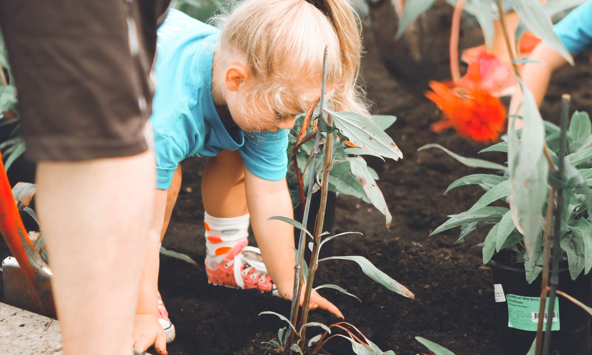 little girl planting a tree